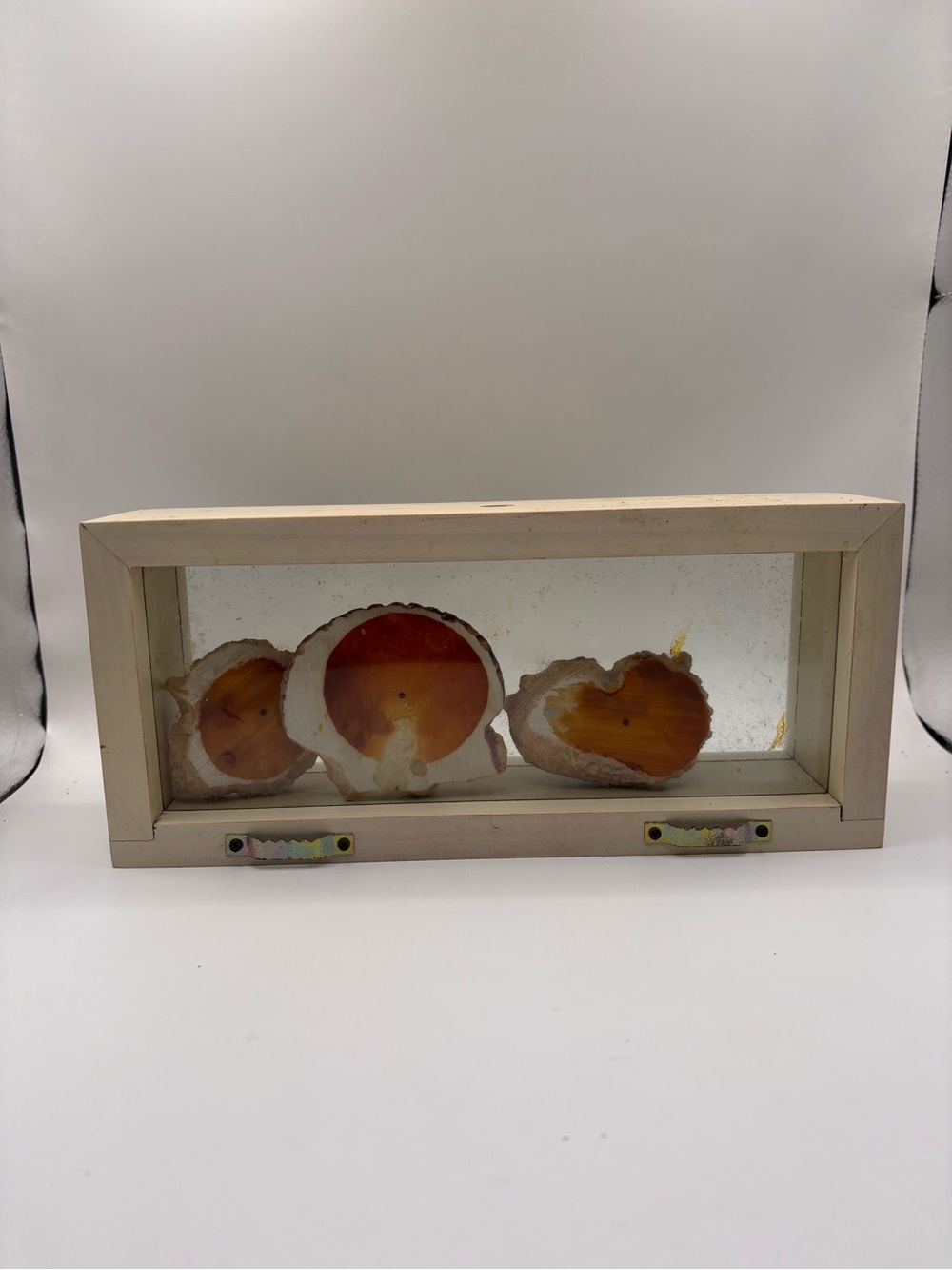 Framed Seashell Display - Three Natural Shells - Picture 2 of 4